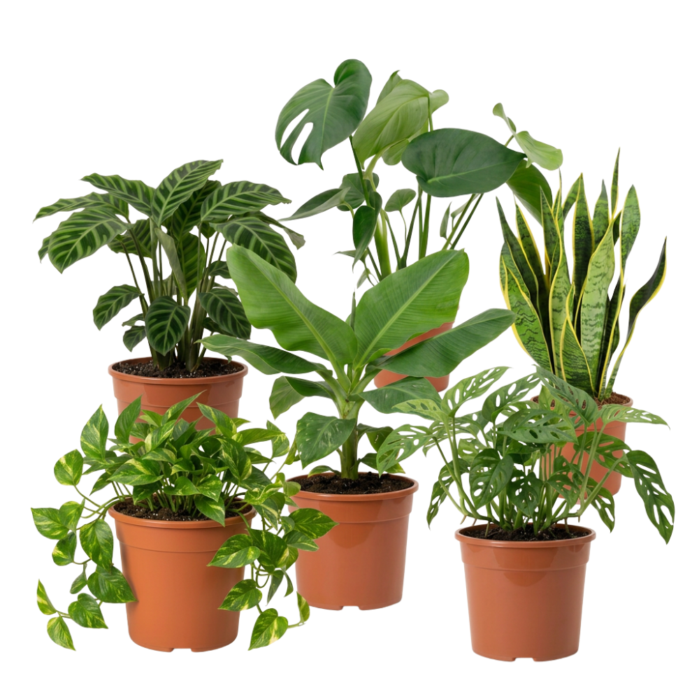 Exotica Pflanzenset - Blume Ideal