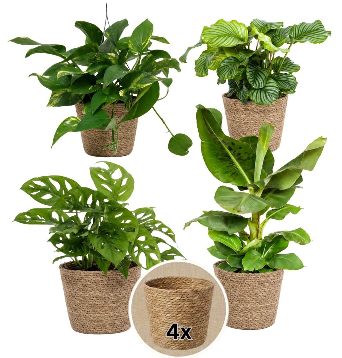 “Exotica” Pflanzenset + 4x Seegraskorb | 4er-Set | ca. 25-50 cm | Ø 12-15 cm Topf - Blume Ideal