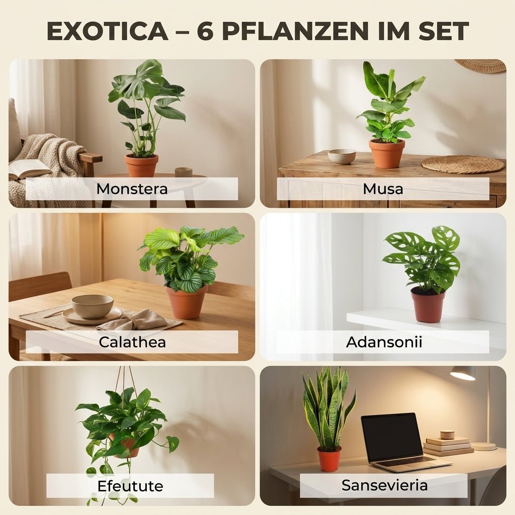“Exotica” Pflanzenset + 6x Cremefarbener Zinktopf | 6er-Set | ca. 25-50 cm | Ø 12-15 cm Topf - Blume Ideal