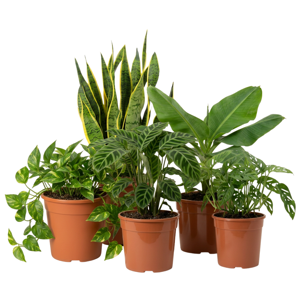 Exotica Pflanzenset - Blume Ideal