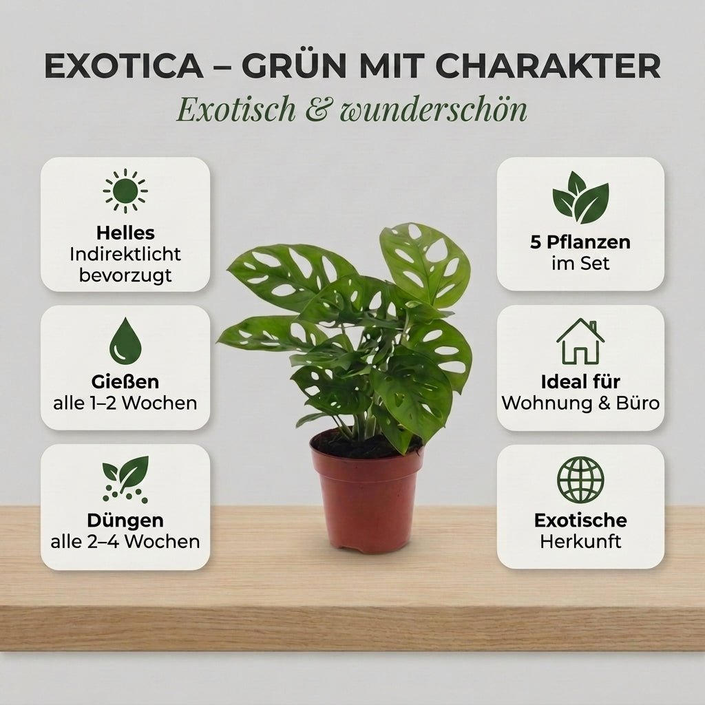 “Exotica” Pflanzenset + Zinktopf | 5er - Set | ca. 25 - 50 cm | Ø 12 - 15 cm Topf - Blume Ideal