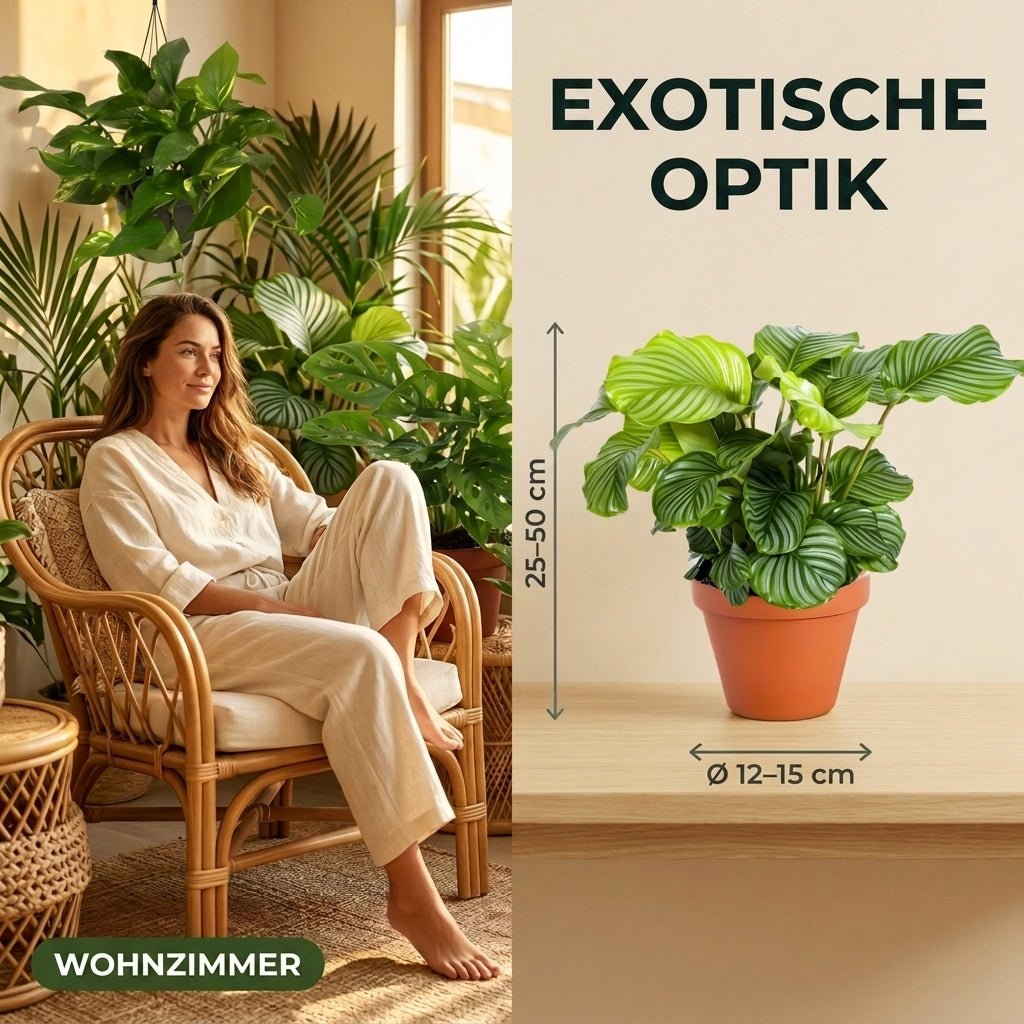 “Exotica” Pflanzenset + Zinktopf | 6er - Set | ca. 25 - 50 cm | Ø 12 - 15 cm Topf - Blume Ideal