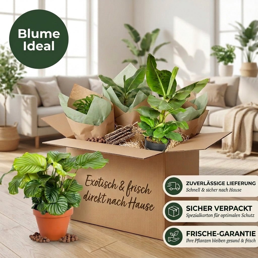 “Exotica” Pflanzenset + Zinktopf | 6er - Set | ca. 25 - 50 cm | Ø 12 - 15 cm Topf - Blume Ideal