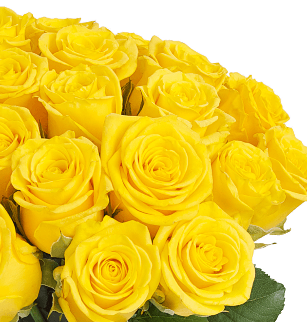 50 gelbe Rosen