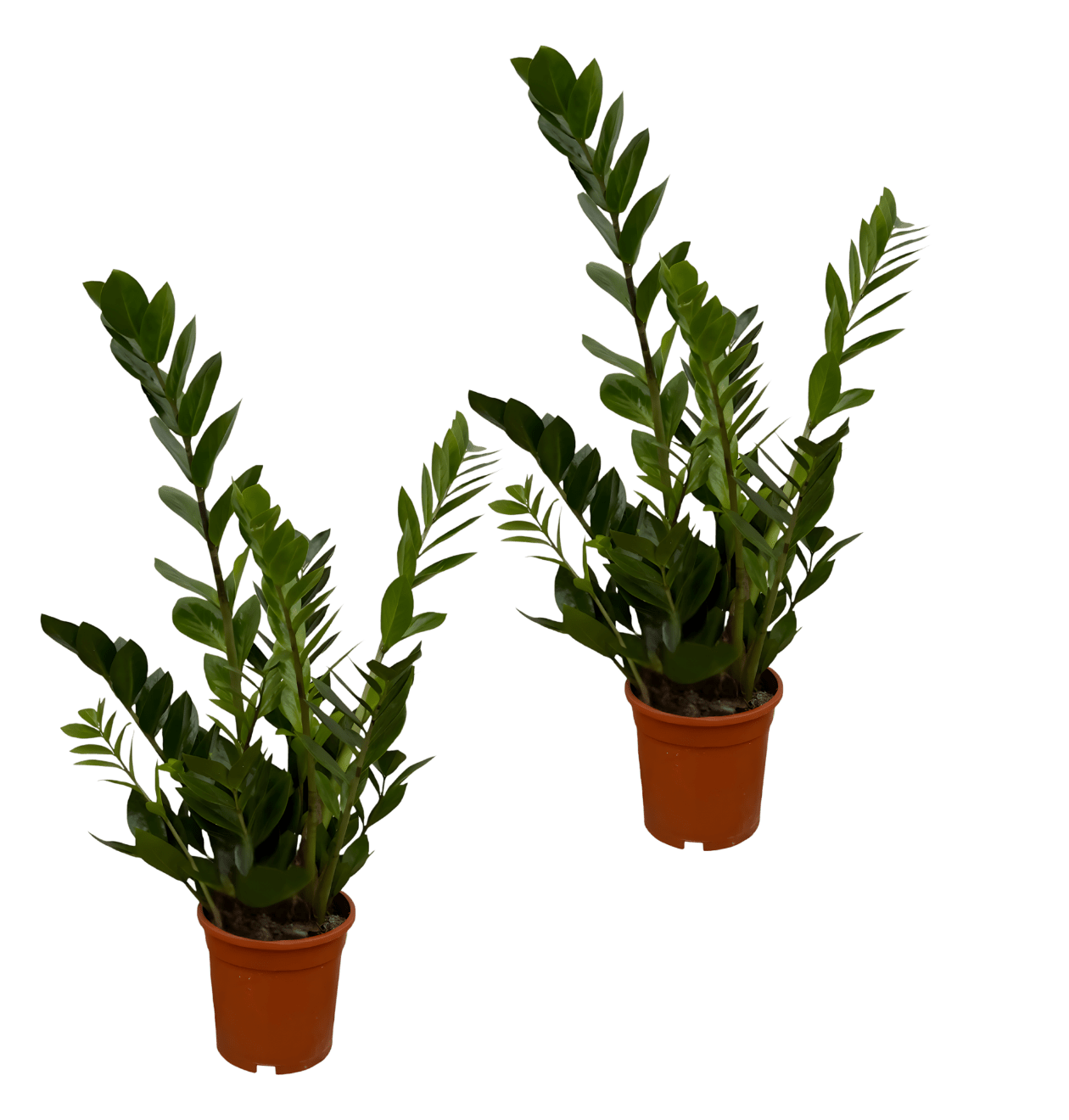 Glücksfeder | 2er - Set | Zamioculcas zamiifolia | ca. 40 - 50 cm | Ø 12 - 15 cm Topf - Blume Ideal