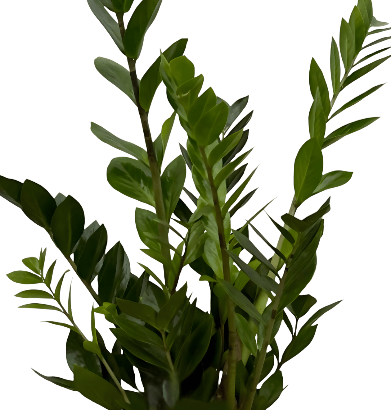 Glücksfeder | 3er - Set | Zamioculcas zamiifolia | ca. 40 - 50 cm | Ø 12 - 15 cm Topf - Blume Ideal