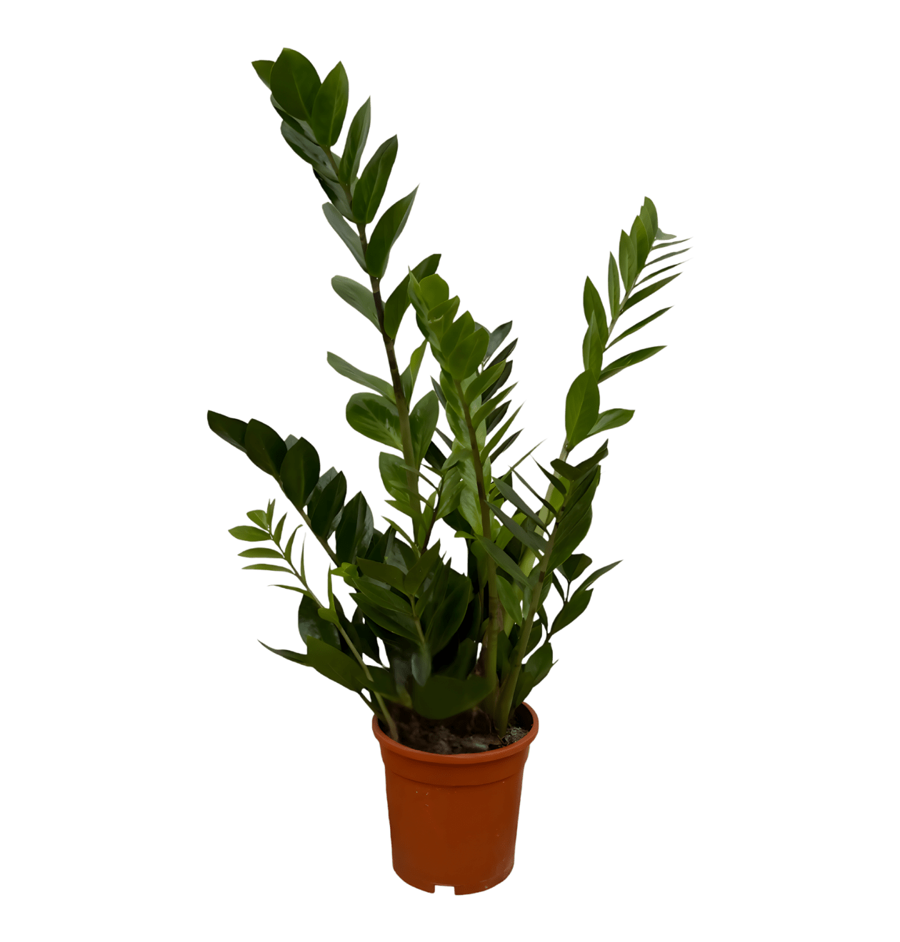 Glücksfeder | Zamioculcas zamiifolia | ca. 40 - 50 cm | Ø 12 - 15 cm Topf - Blume Ideal