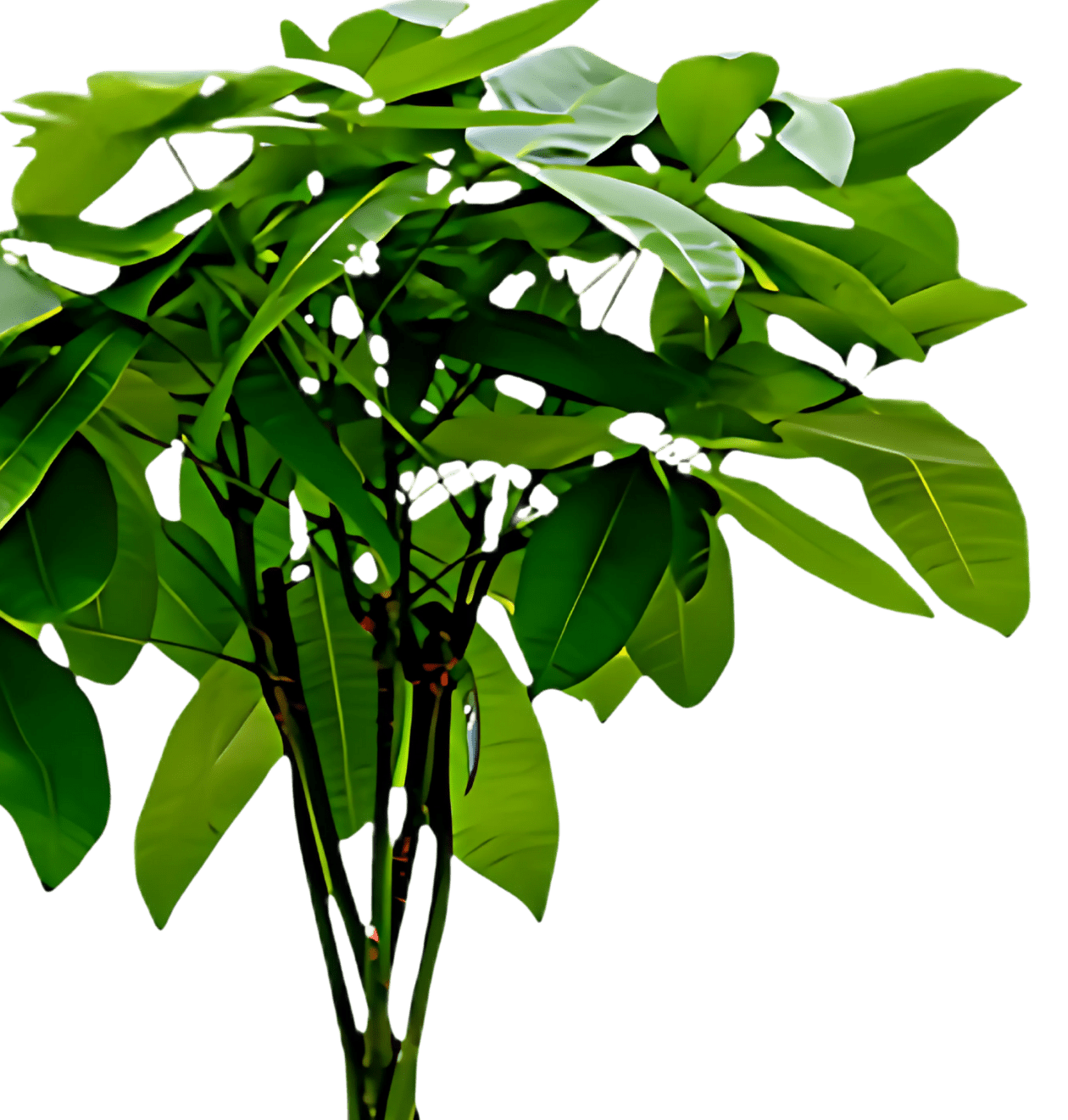 Glückskastanie | 3er - Set | Pachira | ca. 40 - 50 cm | Ø 12 - 15 cm Topf - Blume Ideal