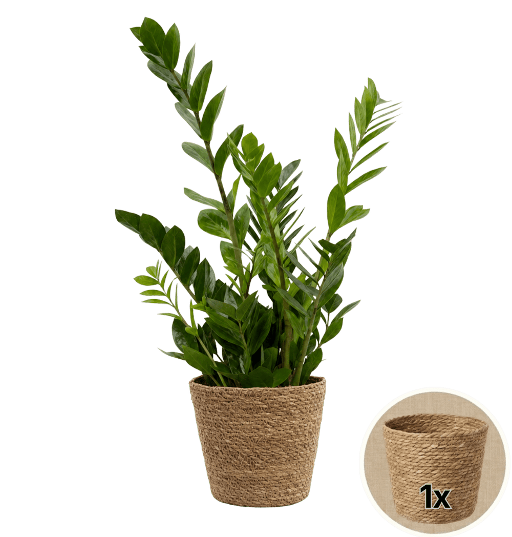 Glücksfeder + 1x Seegraskorb | Zamioculcas zamiifolia | ca. 40-50 cm | Ø 12-15 cm Topf - Blume Ideal