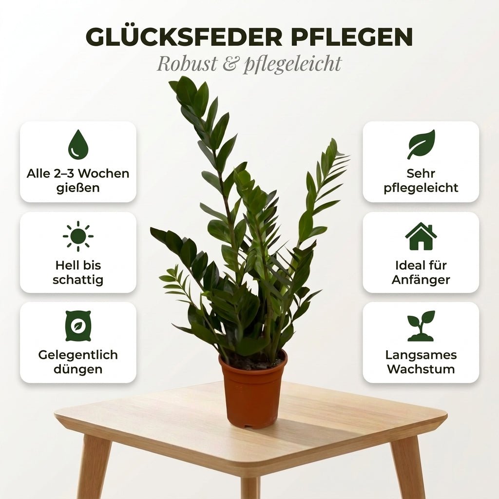 Glücksfeder + 3x Cremefarbener Zinktopf | 3er-Set | Zamioculcas zamiifolia | ca. 40-50 cm | Ø 12-15 cm Topf - Blume Ideal