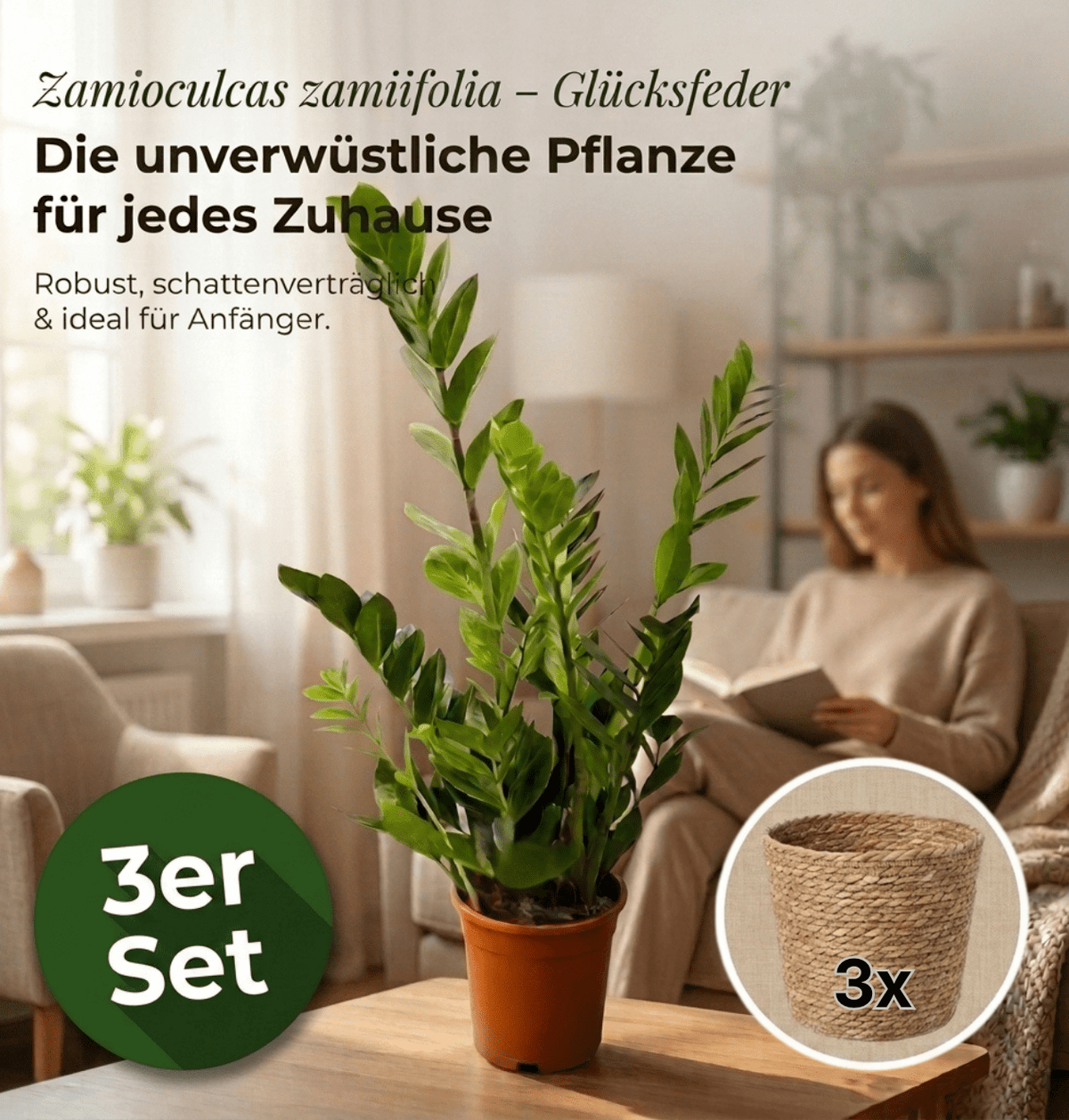 Glücksfeder + 3x Seegraskorb | 3er-Set | Zamioculcas zamiifolia | ca. 40-50 cm | Ø 12-15 cm Topf - Blume Ideal