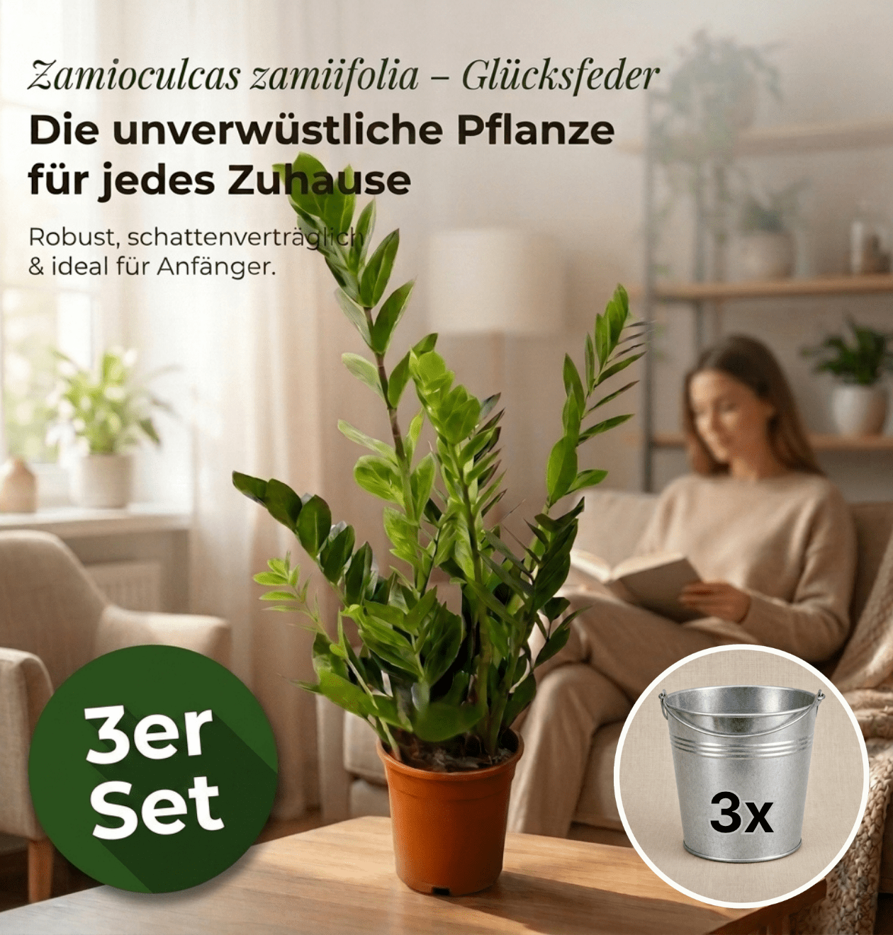 Glücksfeder + 3x Zinktopf | 3er-Set | Zamioculcas zamiifolia | ca. 40-50 cm | Ø 12-15 cm Topf - Blume Ideal