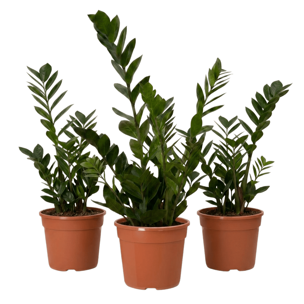 Glücksfeder | Zamioculcas zamiifolia - Blume Ideal