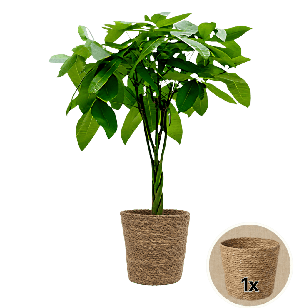 Glückskastanie + 1x Seegraskorb | Pachira | ca. 40-50 cm | Ø 12-15 cm Topf - Blume Ideal