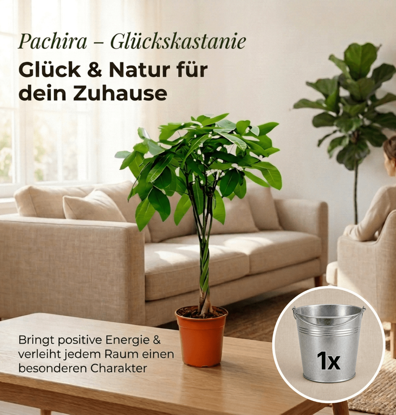 Glückskastanie + 1x Zinktopf | Pachira | ca. 40-50 cm | Ø 12-15 cm Topf - Blume Ideal