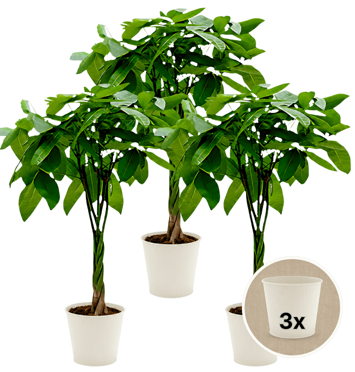Glückskastanie + 3x Cremefarbener Zinktopf | 3er-Set | Pachira | ca. 40-50 cm | Ø 12-15 cm Topf - Blume Ideal