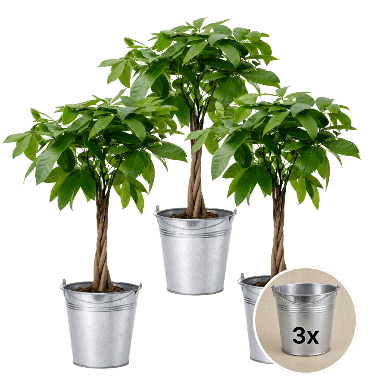 Glückskastanie + 3x Zinktopf | 3er-Set | Pachira | ca. 40-50 cm | Ø 12-15 cm Topf - Blume Ideal