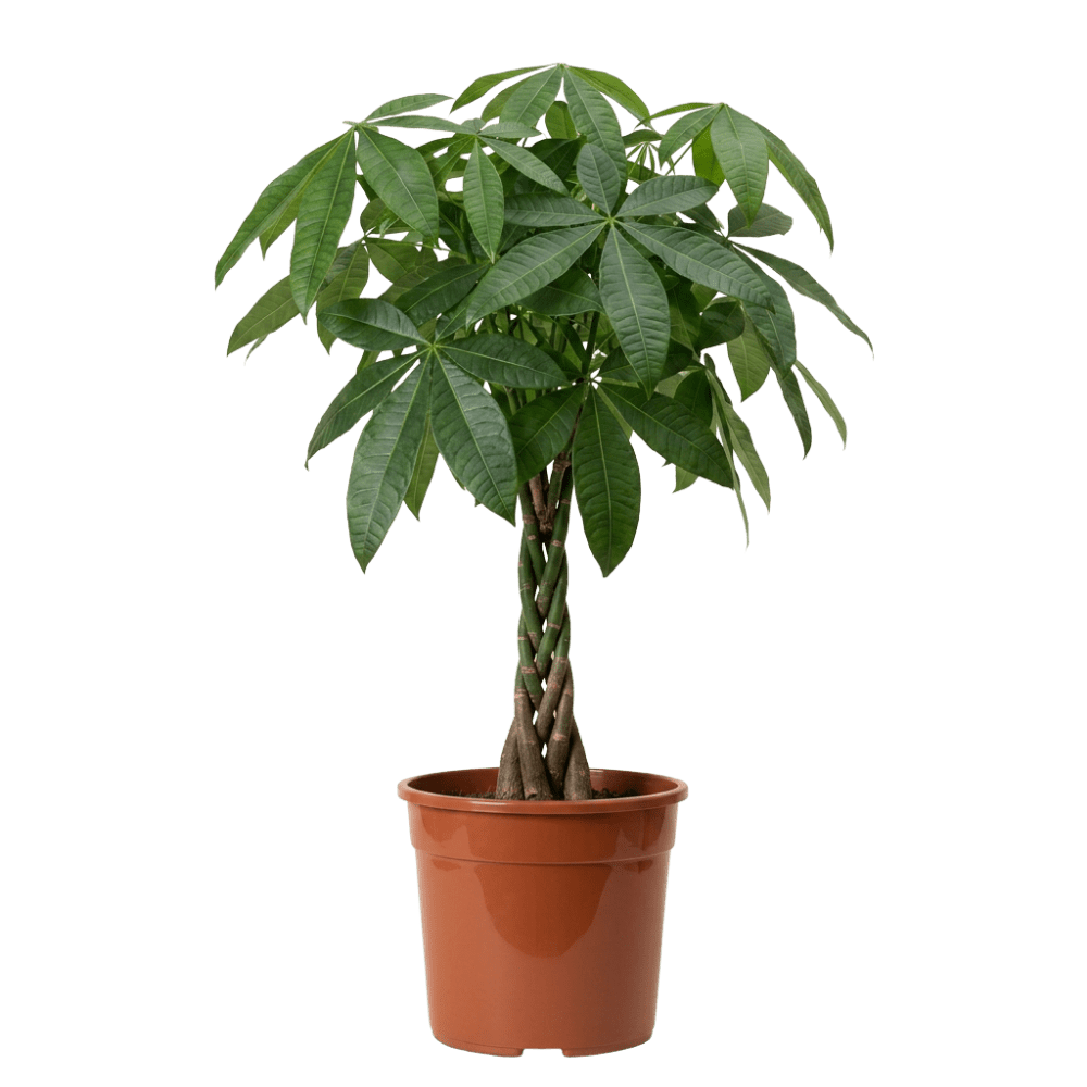 Glückskastanie | Pachira - Blume Ideal
