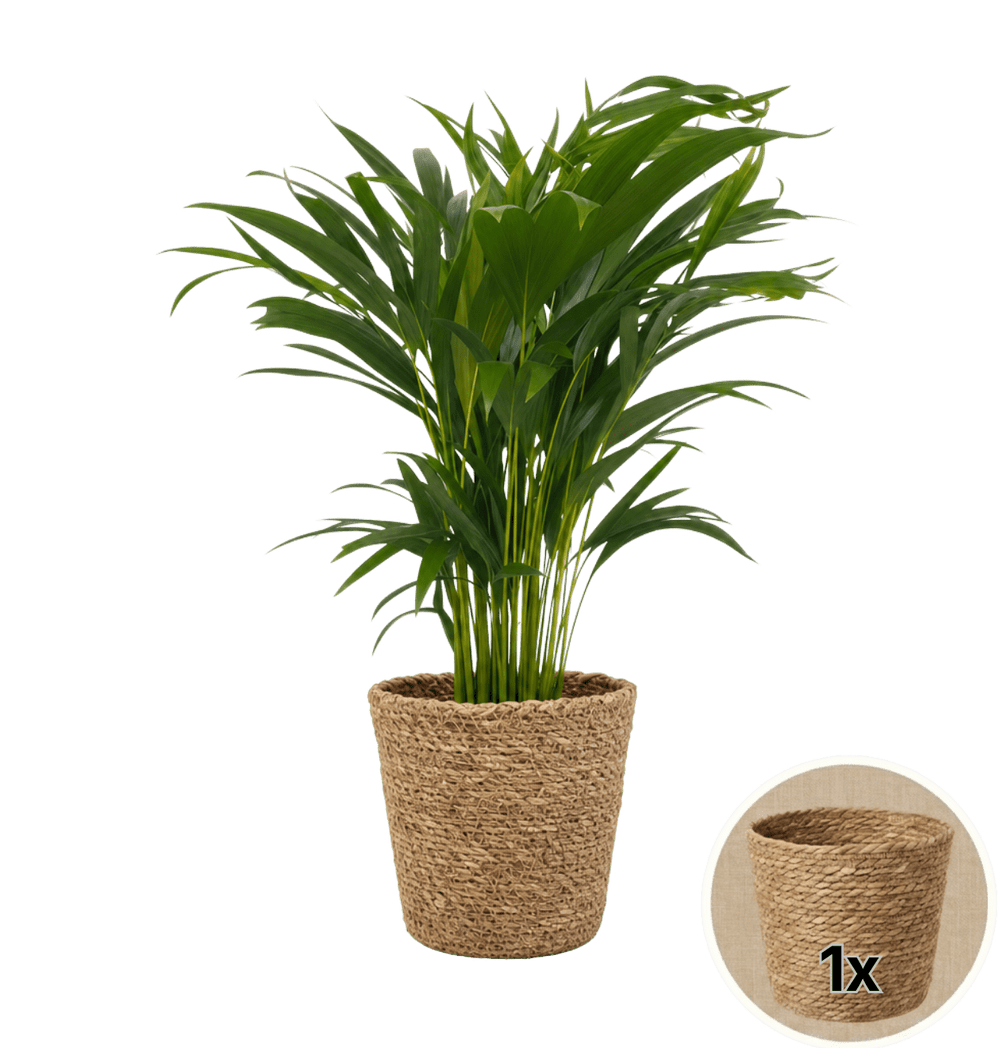 Goldfruchtpalme + 1x Seegraskorb | Dypsis lutescens | ca. 40-50 cm | Ø 12-15 cm Topf - Blume Ideal
