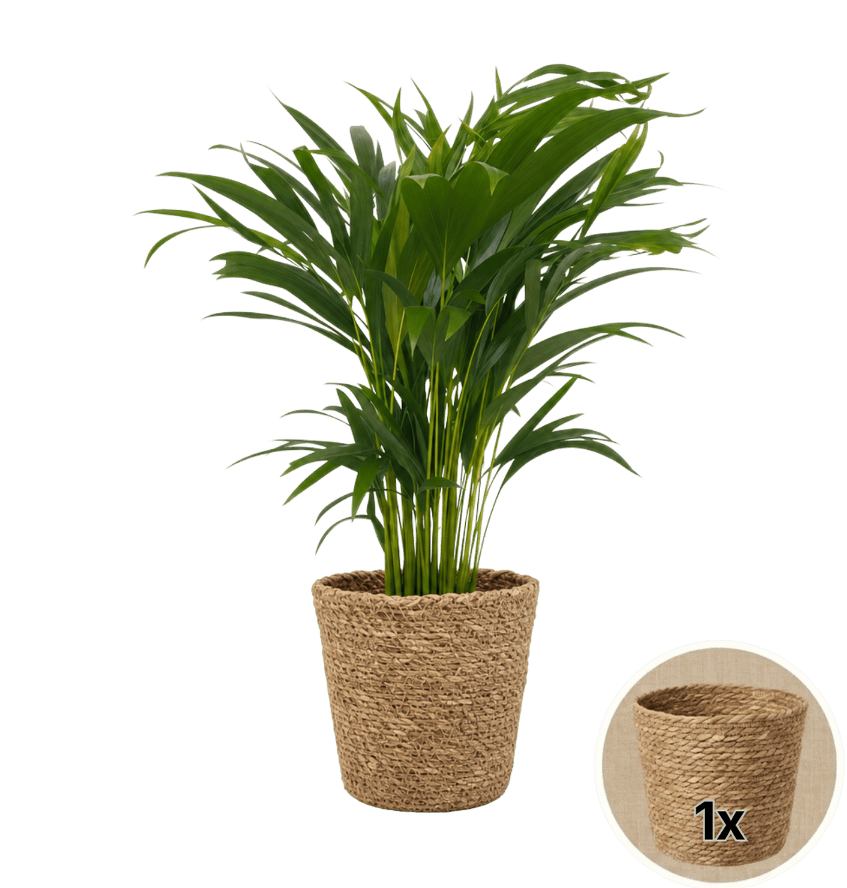 Goldfruchtpalme + 1x Seegraskorb | Dypsis lutescens | ca. 40-50 cm | Ø 12-15 cm Topf - Blume Ideal