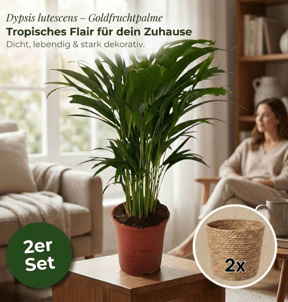 Goldfruchtpalme + 2x Seegraskorb | 2er-Set | Dypsis lutescens | ca. 40-50 cm | Ø 12-15 cm Topf - Blume Ideal