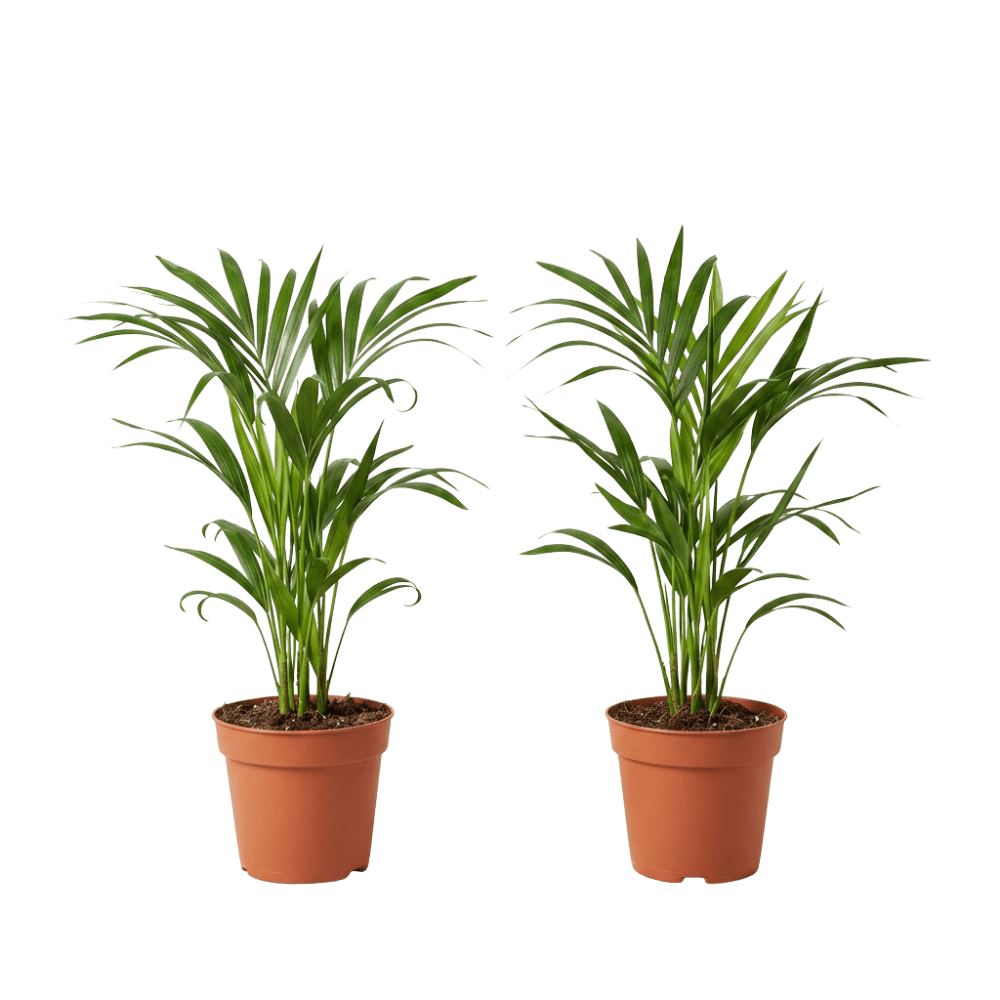 Goldfruchtpalme | Dypsis lutescens - Blume Ideal