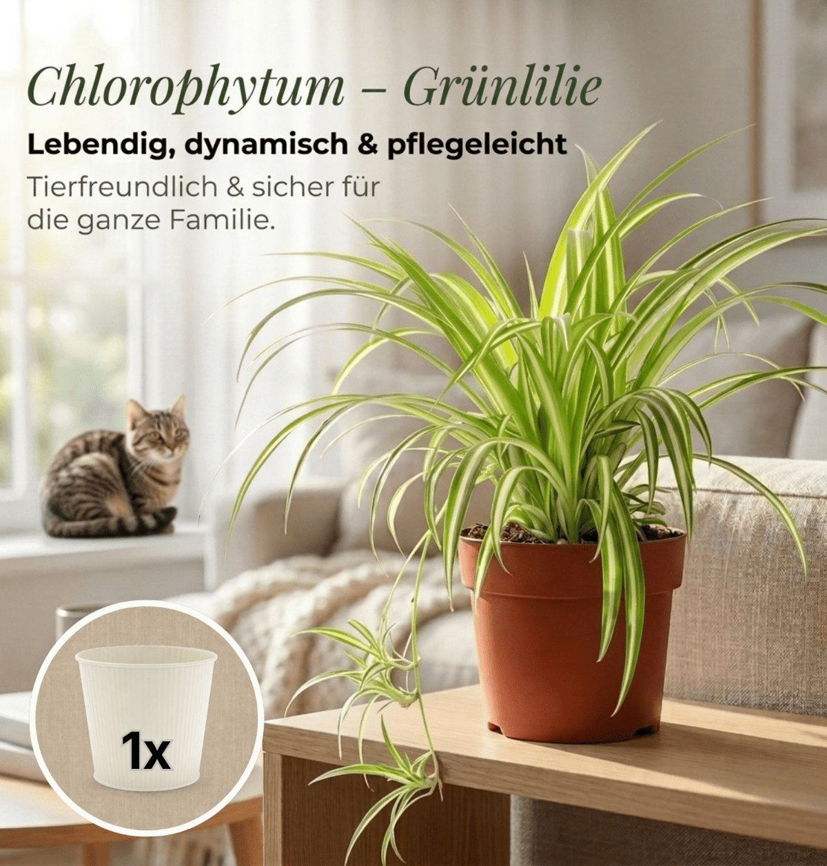 Grünlilie + 1x Cremefarbener Zinktopf | Chlorophytum | ca. 40-50 cm | Ø 12-15 cm Topf - Blume Ideal
