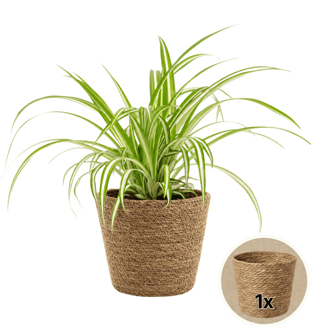 Grünlilie + 1x Seegraskorb | Chlorophytum | ca. 40-50 cm | Ø 12-15 cm Topf - Blume Ideal