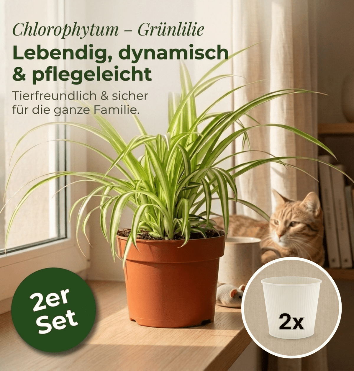Grünlilie + 2x Cremefarbener Zinktopf | 2er-Set | Chlorophytum | ca. 40-50 cm | Ø 12-15 cm Topf - Blume Ideal