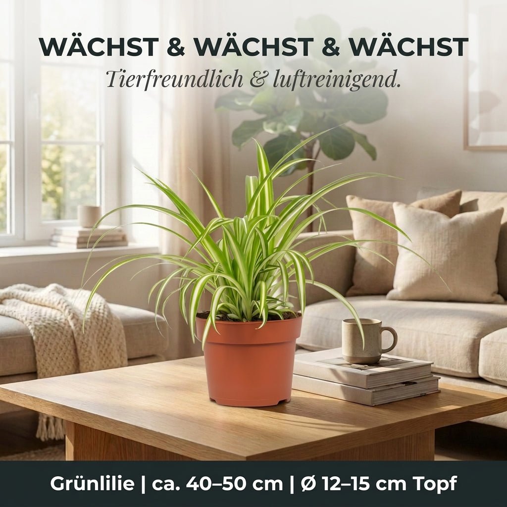 Grünlilie + 2x Seegraskorb | 2er-Set | Chlorophytum | ca. 40-50 cm | Ø 12-15 cm Topf - Blume Ideal