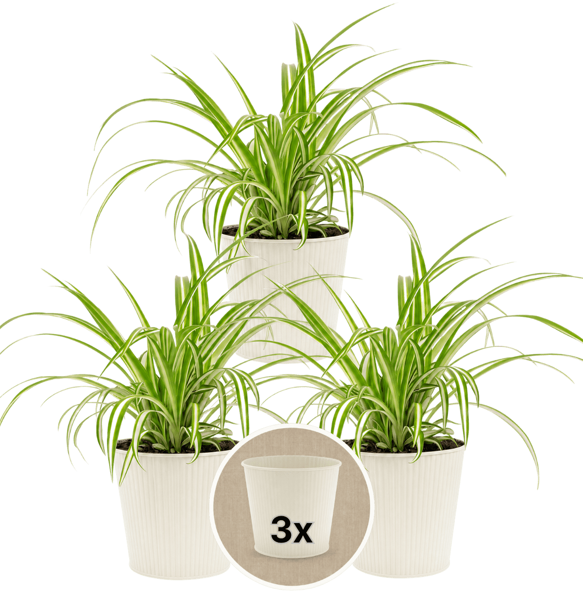 Grünlilie + 3x Cremefarbener Zinktopf | 3er-Set | Chlorophytum | ca. 40-50 cm | Ø 12-15 cm Topf - Blume Ideal