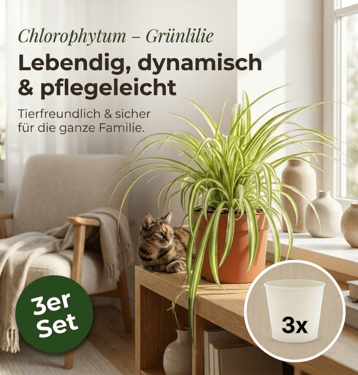 Grünlilie + 3x Cremefarbener Zinktopf | 3er-Set | Chlorophytum | ca. 40-50 cm | Ø 12-15 cm Topf - Blume Ideal