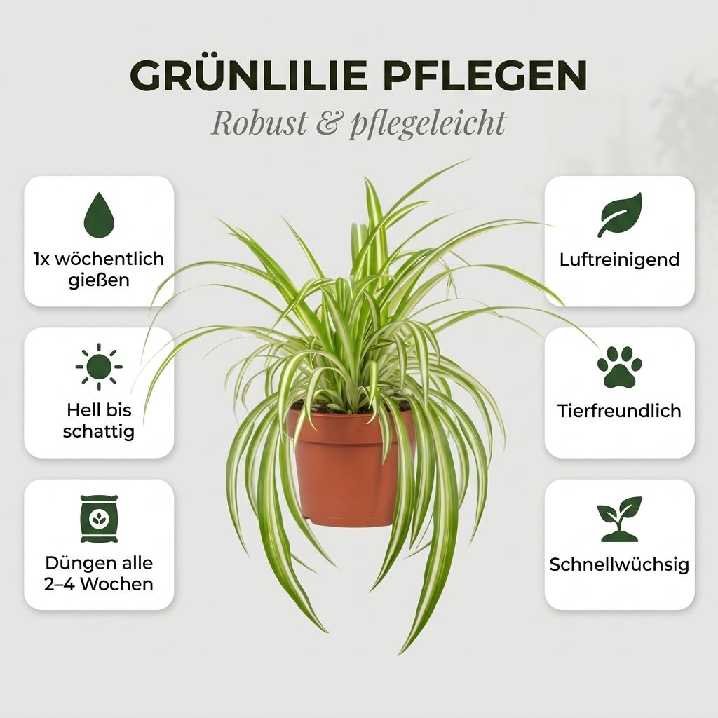 Grünlilie + 3x Seegraskorb | 3er-Set | Chlorophytum | ca. 40-50 cm | Ø 12-15 cm Topf - Blume Ideal