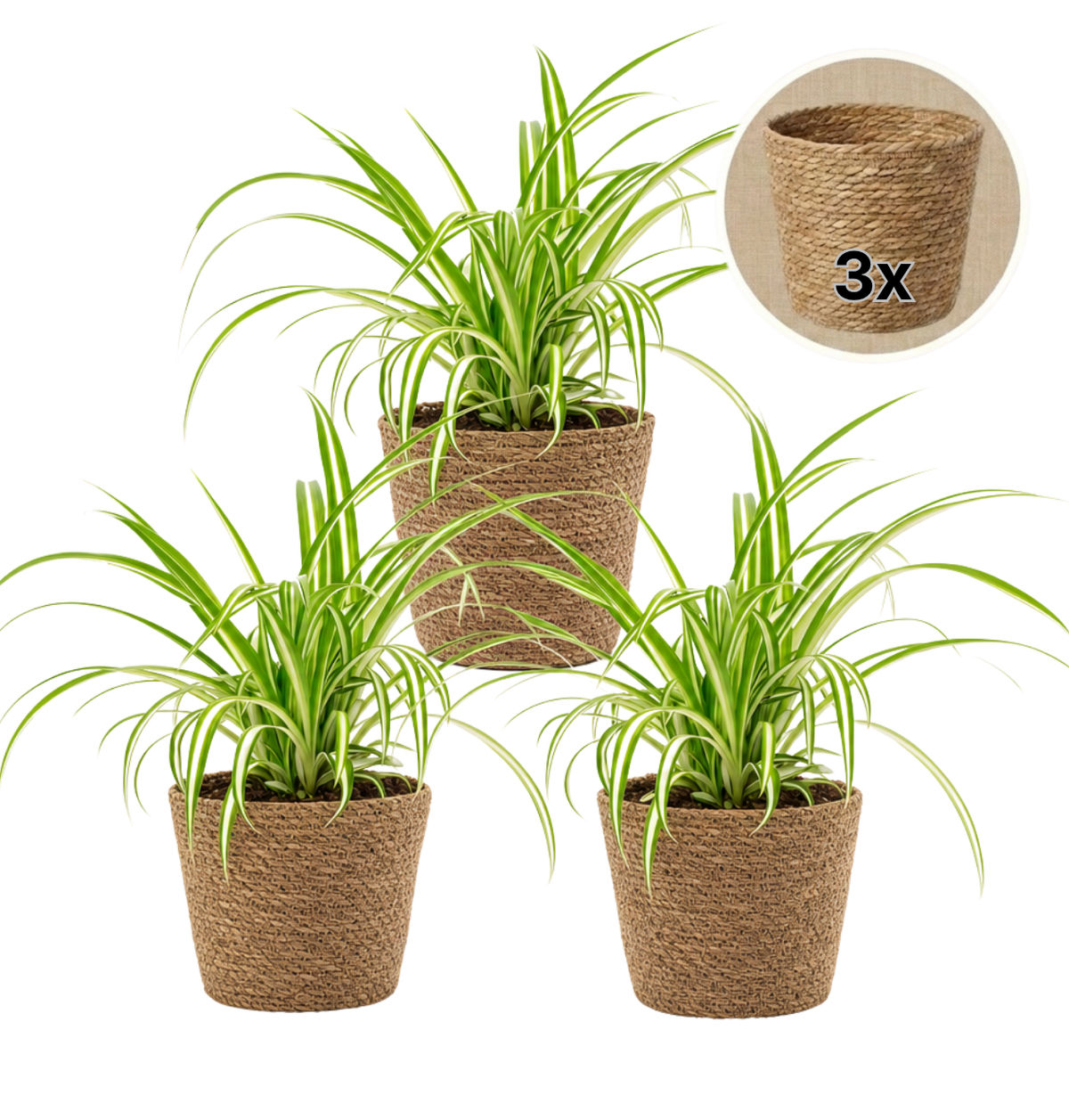 Grünlilie + 3x Seegraskorb | 3er-Set | Chlorophytum | ca. 40-50 cm | Ø 12-15 cm Topf - Blume Ideal