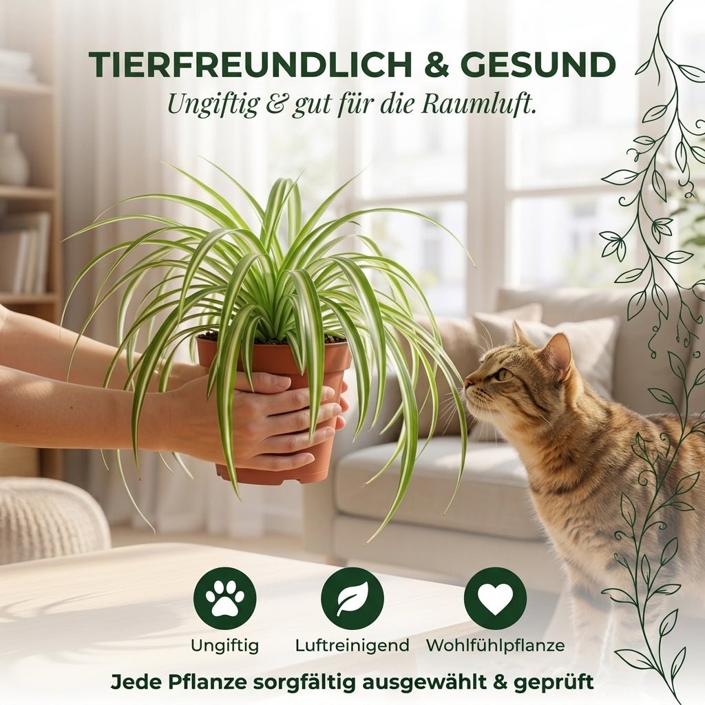Grünlilie + 3x Seegraskorb | 3er-Set | Chlorophytum | ca. 40-50 cm | Ø 12-15 cm Topf - Blume Ideal