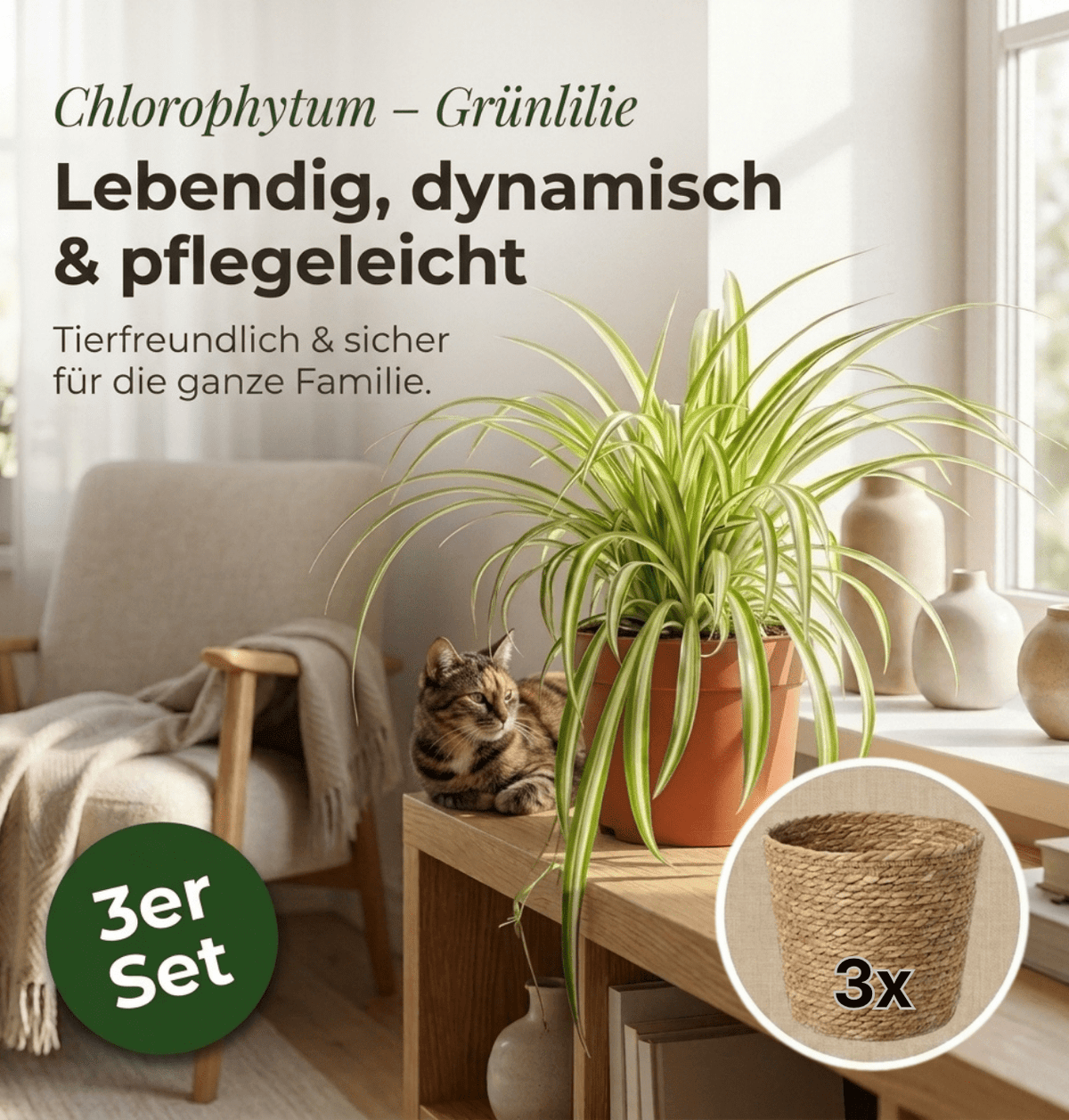 Grünlilie + 3x Seegraskorb | 3er-Set | Chlorophytum | ca. 40-50 cm | Ø 12-15 cm Topf - Blume Ideal
