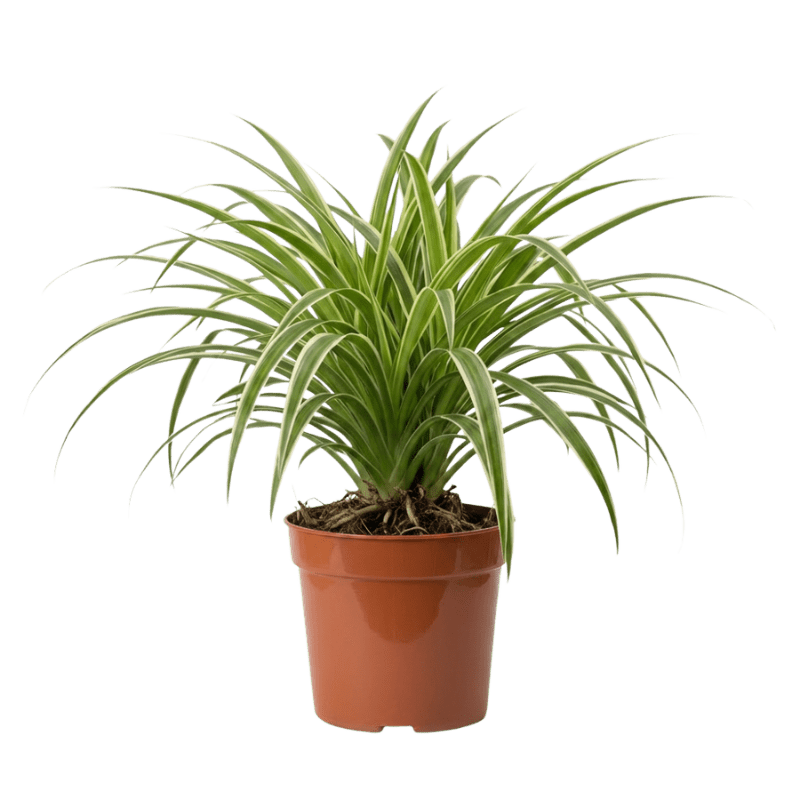 Grünlilie | Chlorophytum - Blume Ideal