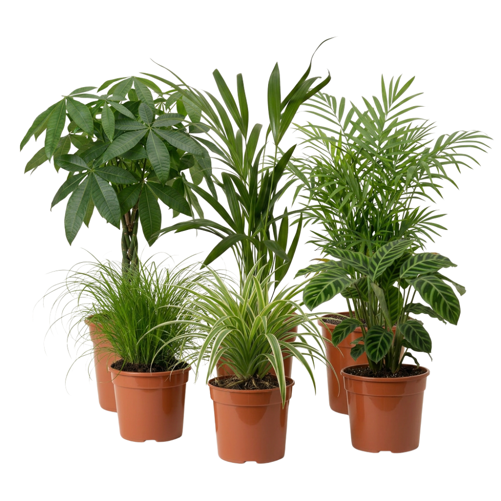 Katzenfreunde Pflanzensets - Blume Ideal