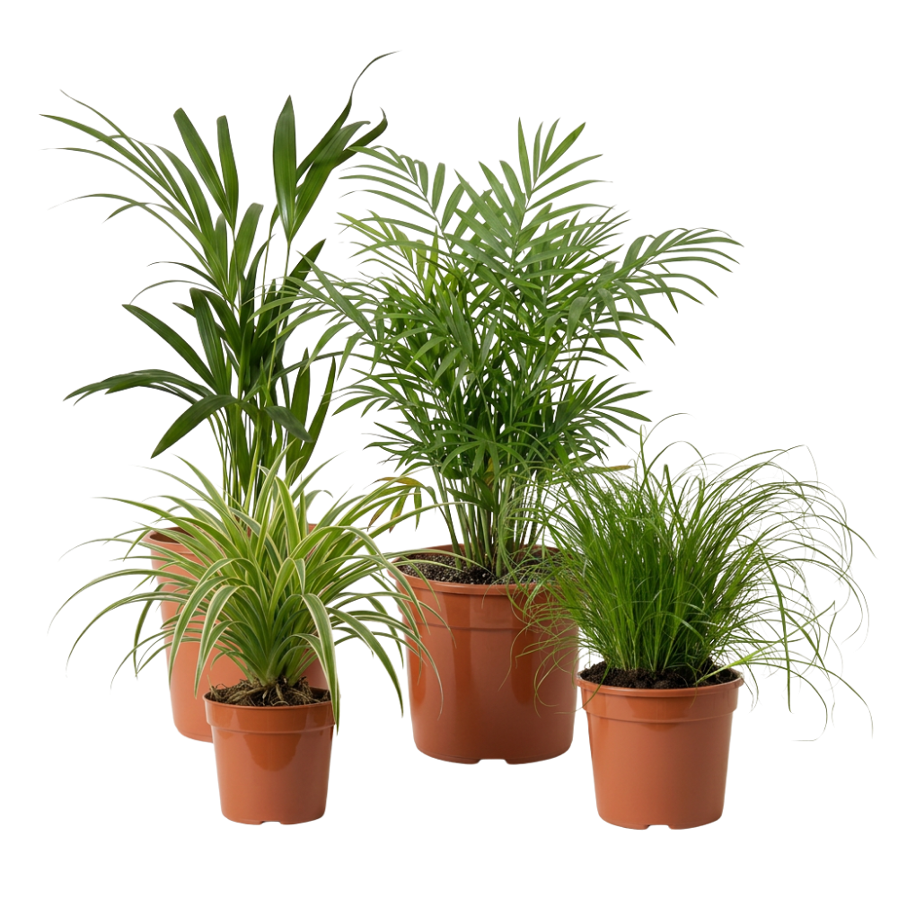 Katzenfreunde Pflanzensets - Blume Ideal