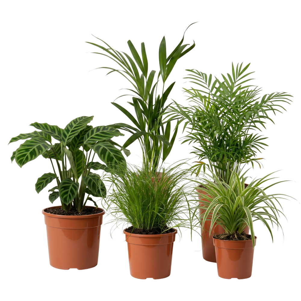 Katzenfreunde Pflanzensets - Blume Ideal