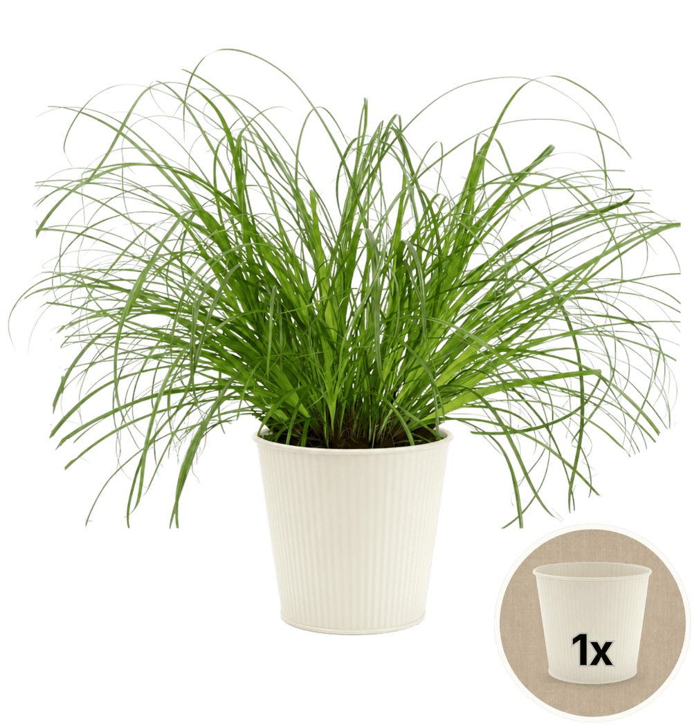 Katzengras + 1x Cremefarbener Zinktopf | Cyperus zumula | ca. 20-30 cm | Ø 12-15 cm Topf - Blume Ideal