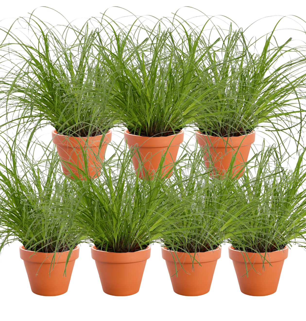 Katzengras | 7er - Set | Cyperus zumula | ca. 30 - 40 cm | Ø 12 - 15 cm Topf - Blume Ideal