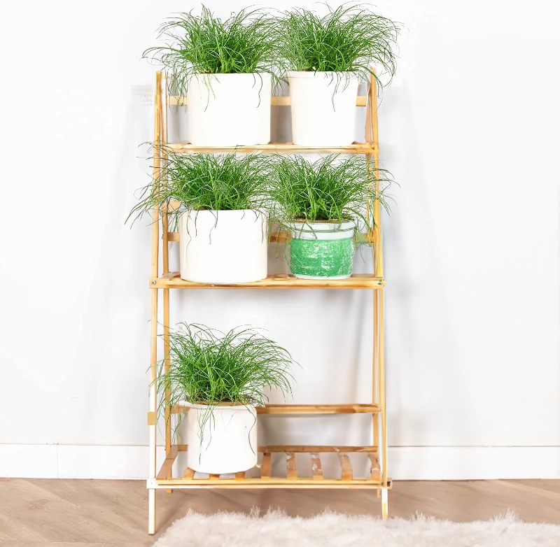 5er-Set | Katzengras | +/- 30-40cm | ø 10-15cm Topf