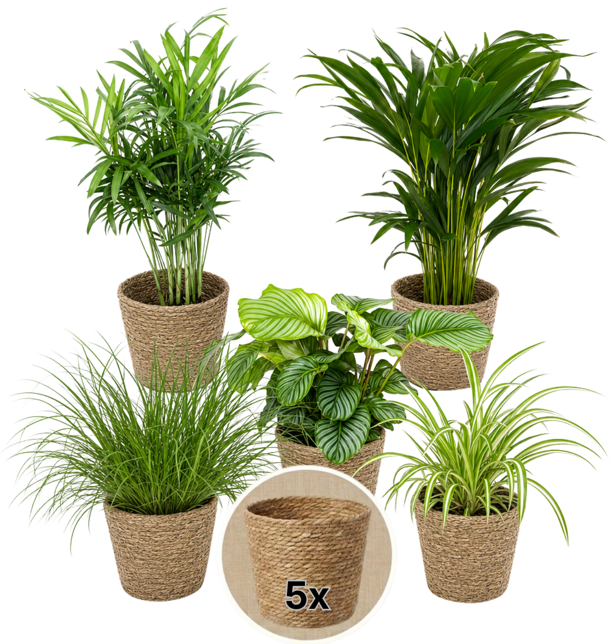 “Katzenliebhaber” Pflanzenset + 5x Seegraskorb | 5er-Set | ca. 30-45 cm | Ø 12-15 cm Topf - Blume Ideal
