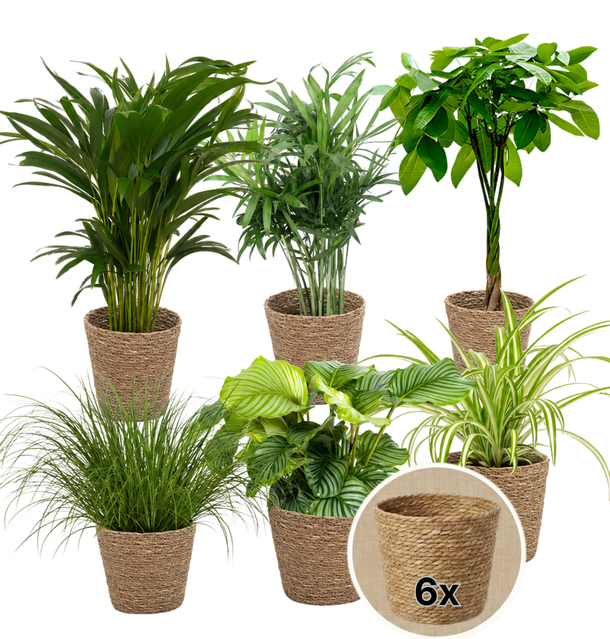 “Katzenliebhaber” Pflanzenset + 6x Seegraskorb | 6er-Set | ca. 30-45 cm | Ø 12-15 cm Topf - Blume Ideal