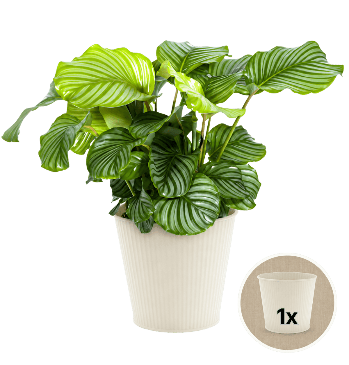 Korbmarante + 1x Cremefarbener Zinktopf | Calathea | ca. 40-50 cm | Ø 12-15 cm Topf - Blume Ideal