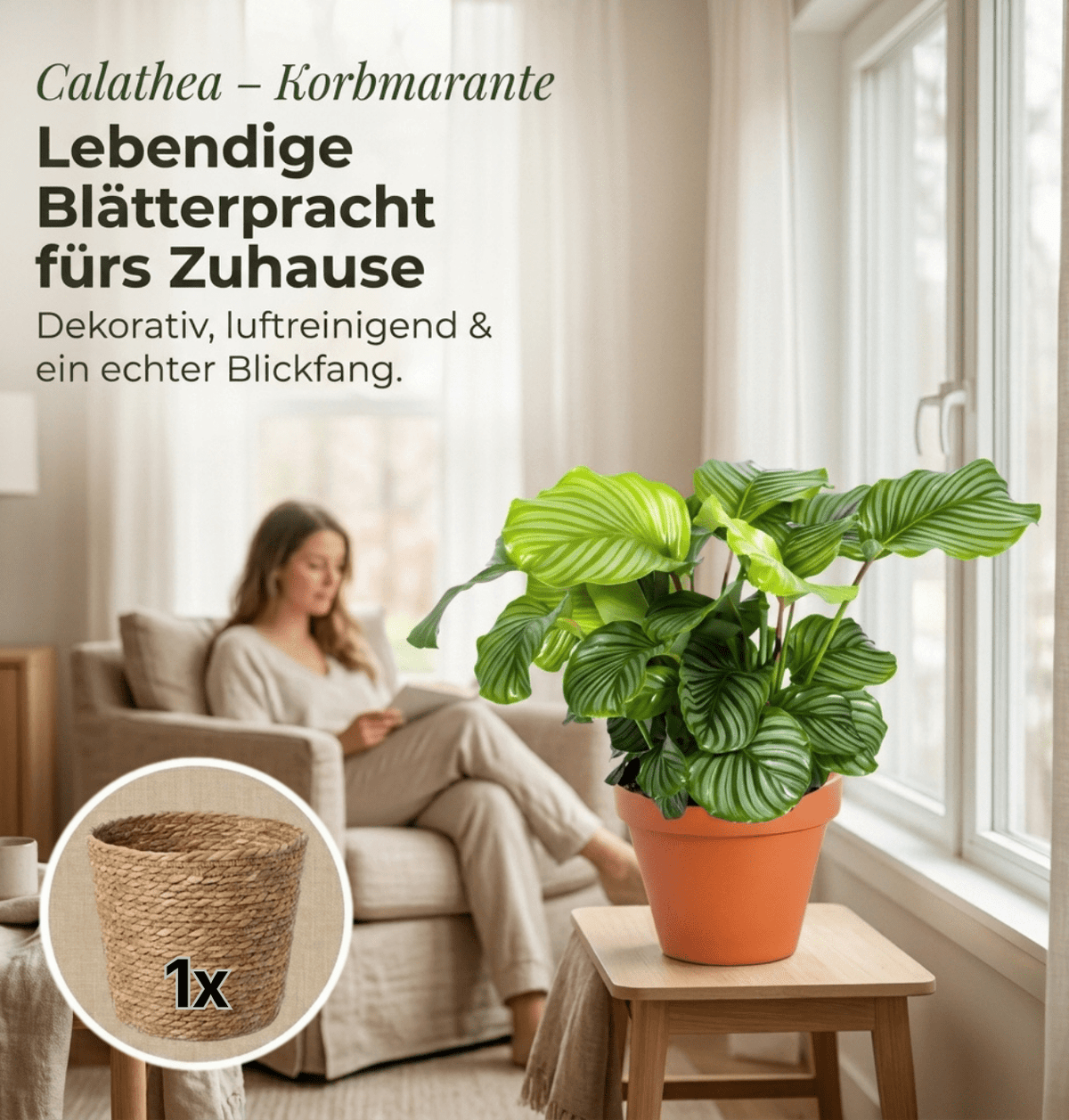 Korbmarante + 1x Seegraskorb | Calathea | ca. 40-50 cm | Ø 12-15 cm Topf - Blume Ideal