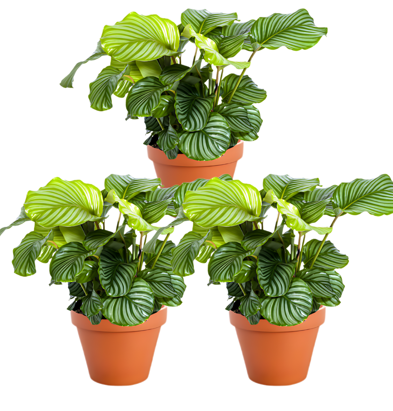 Jetzt die Calathea im 3er-Set kaufen