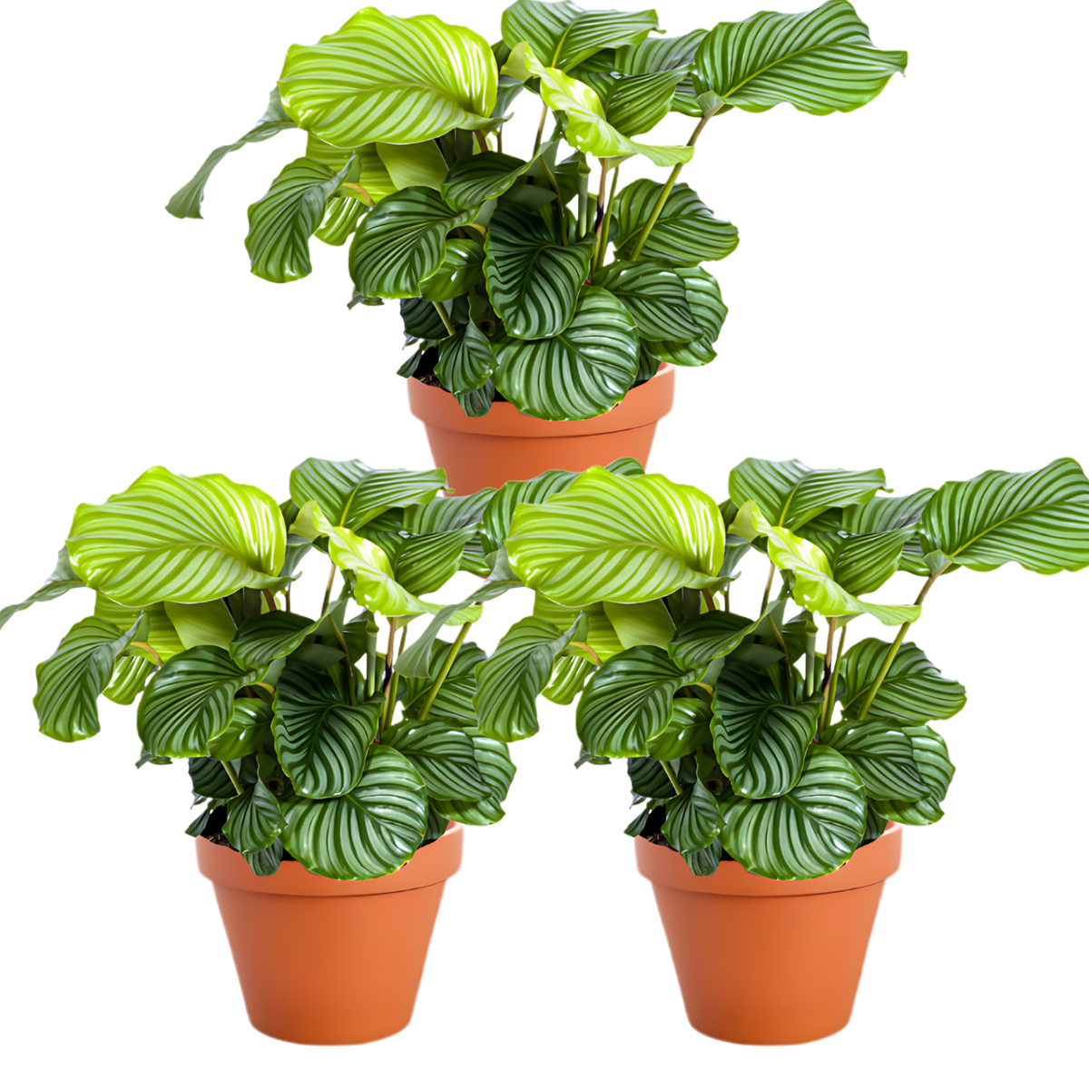 Jetzt die Calathea im 3er-Set kaufen