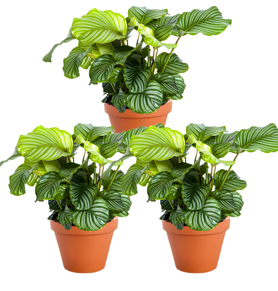 dracaena fragrans houseplant Dracaena 'Golden Queen' – Easy-Care Striped Houseplant – Plant Studio